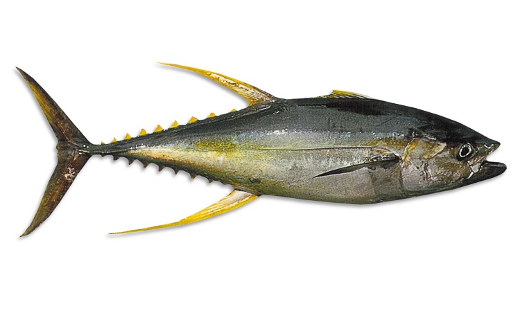 img-Yellowfin-Tuna