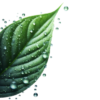 pngtree-morning-dew-raindrops-on-the-leaves-png-image_12465706 pngtree-morning-dew-raindrops-on-the-leaves-png-image_12465706